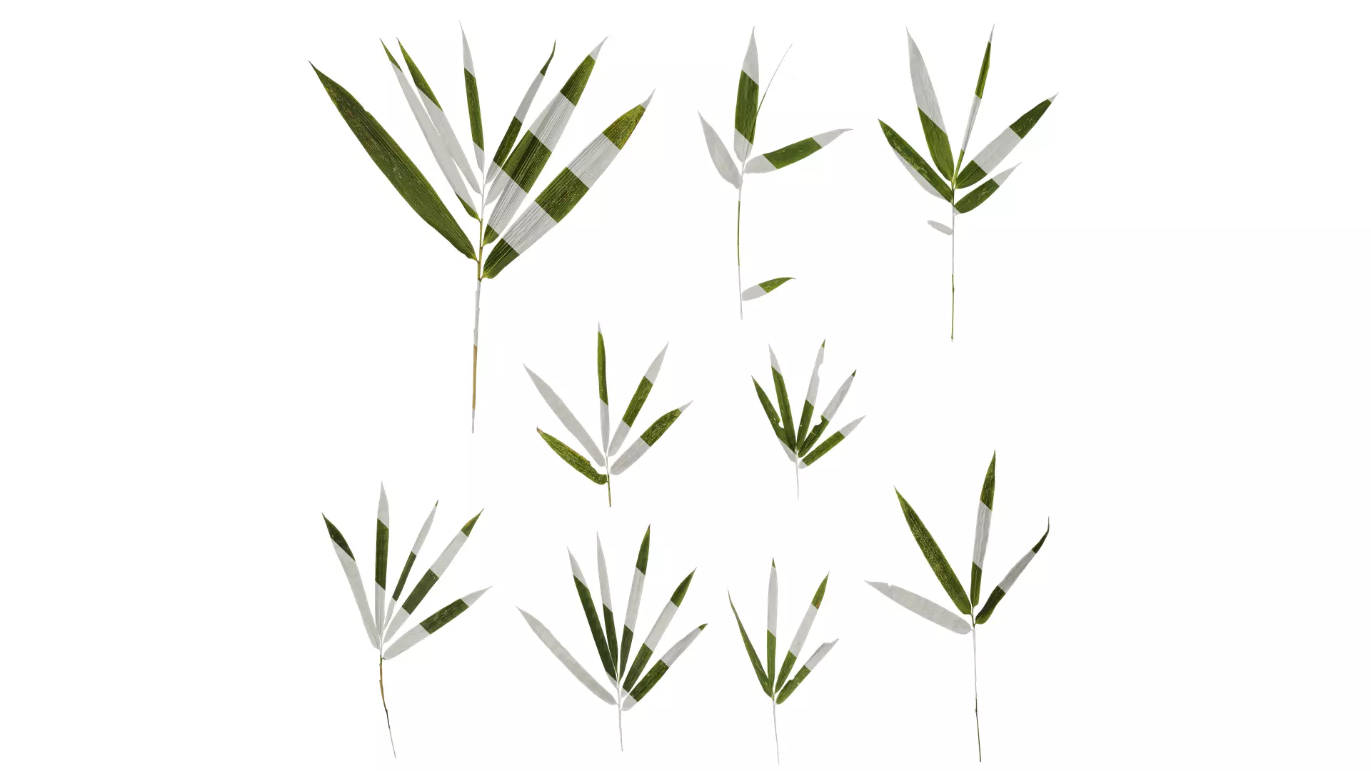 Anydrafts Bambusoideae Atlas 01 Texture_0