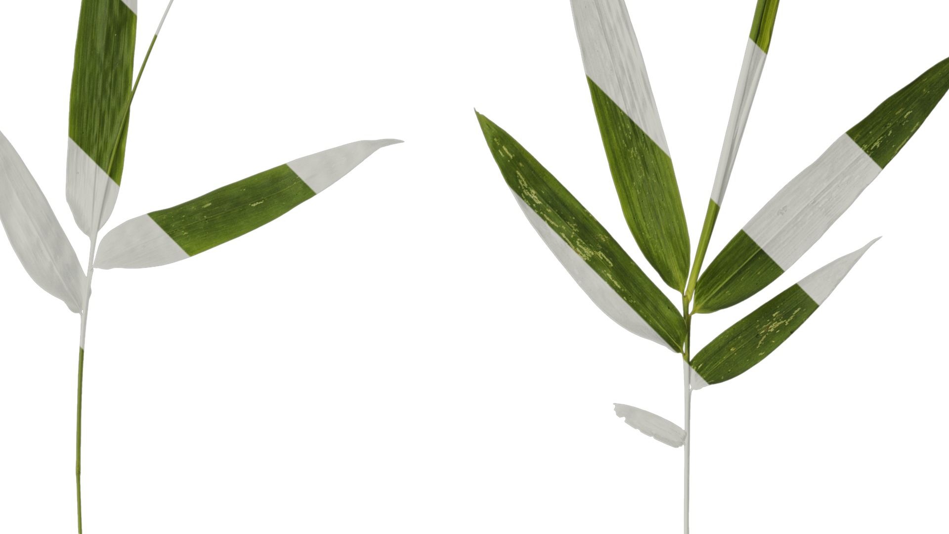 Anydrafts Bambusoideae Atlas 01 Texture_2