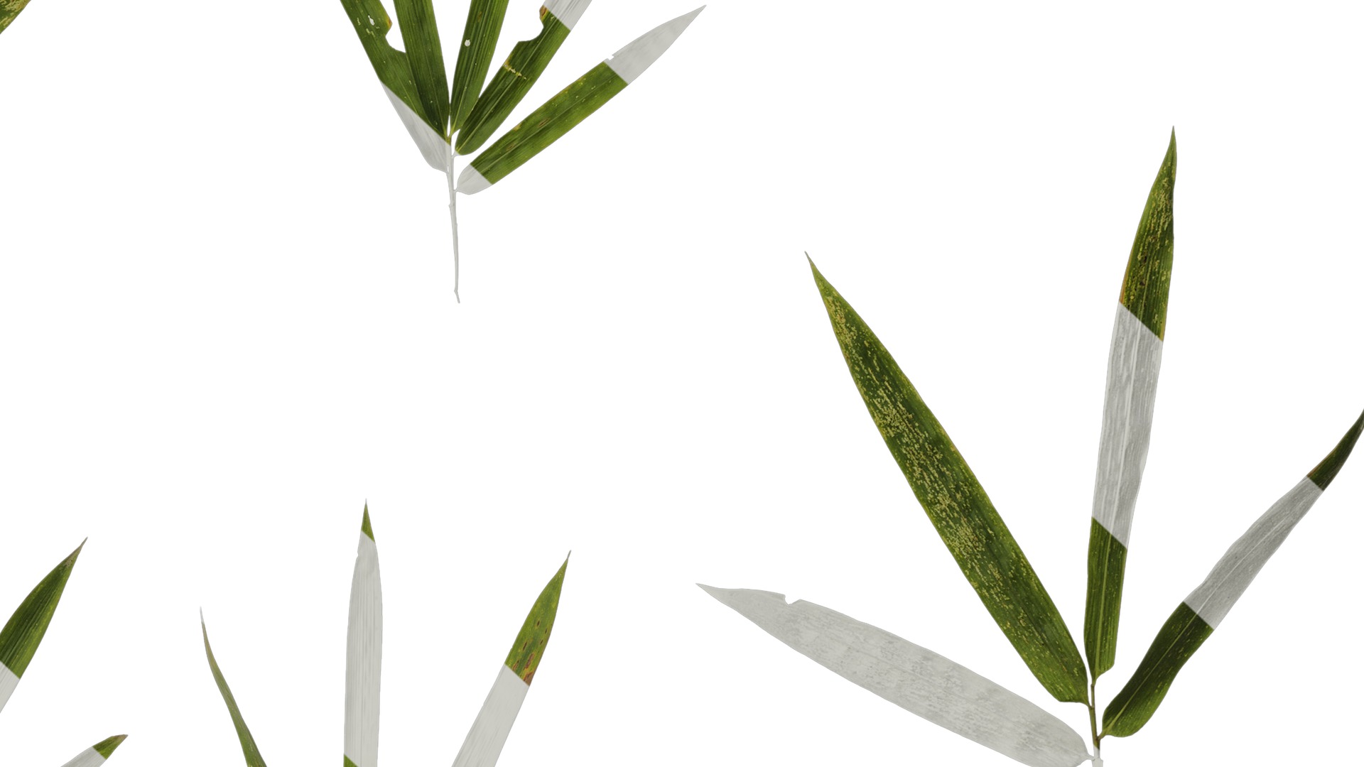 Anydrafts Bambusoideae Atlas 01 Texture_6