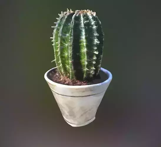 Cactus in white pot
