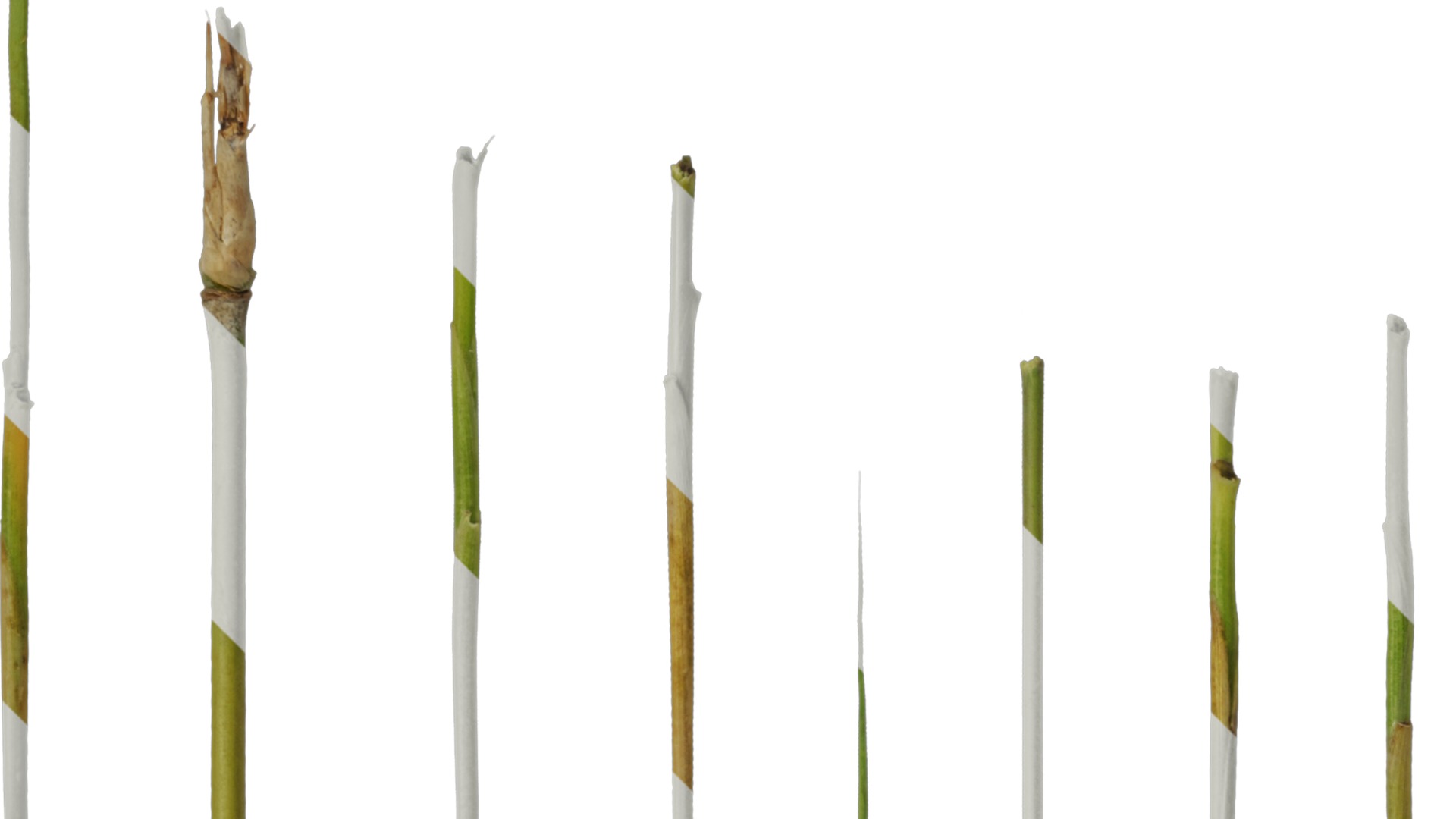 Anydrafts Bambusoideae Stem 01 Texture_2