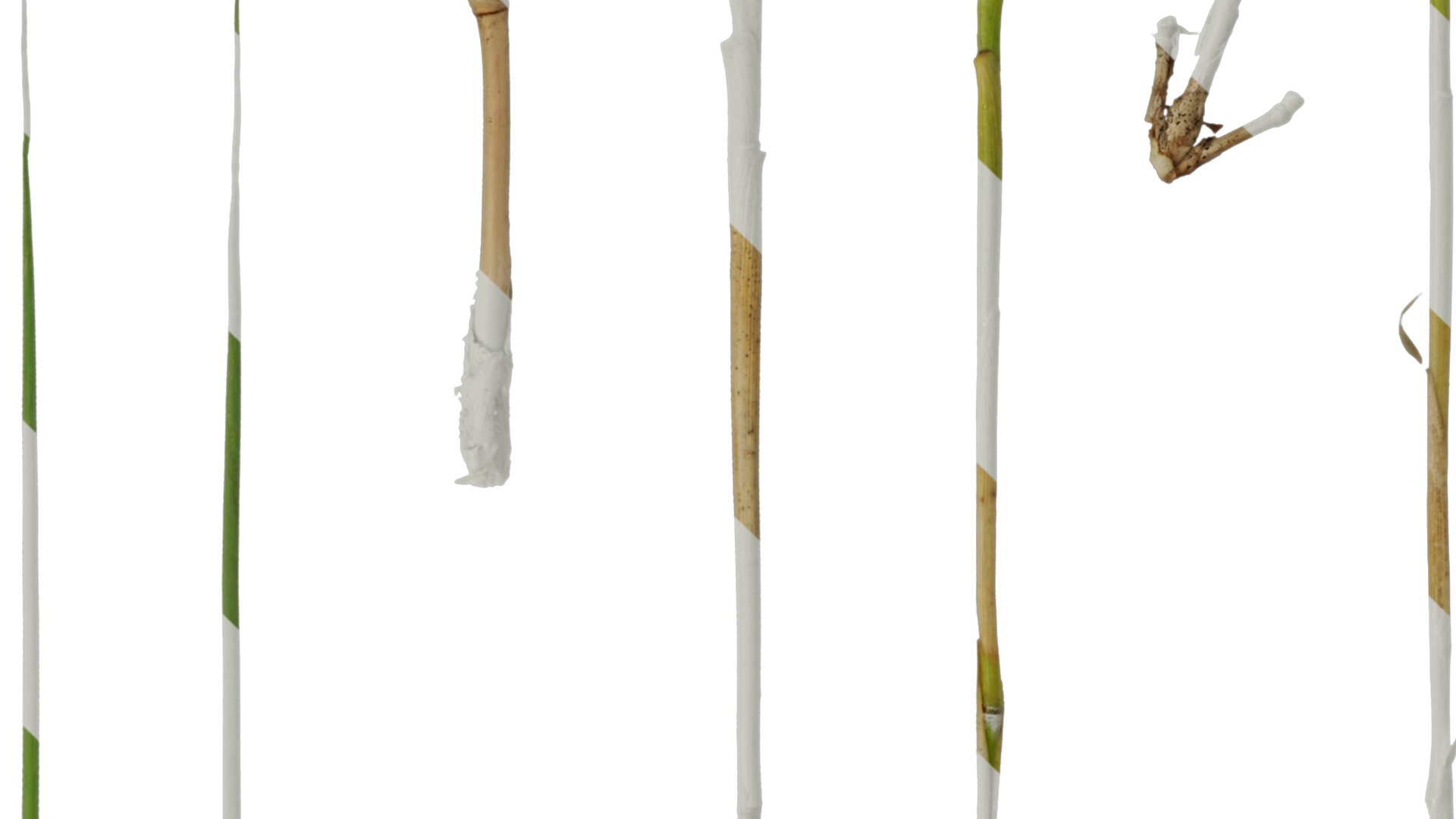 Anydrafts Bambusoideae Stem 01 Texture_1