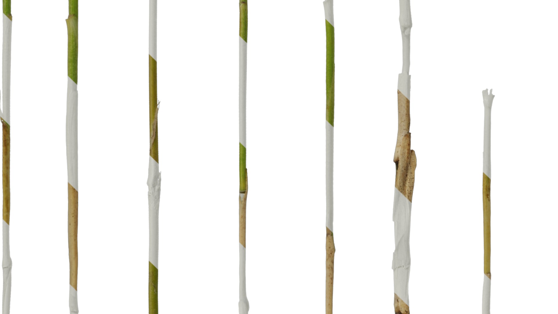 Anydrafts Bambusoideae Stem 01 Texture_5