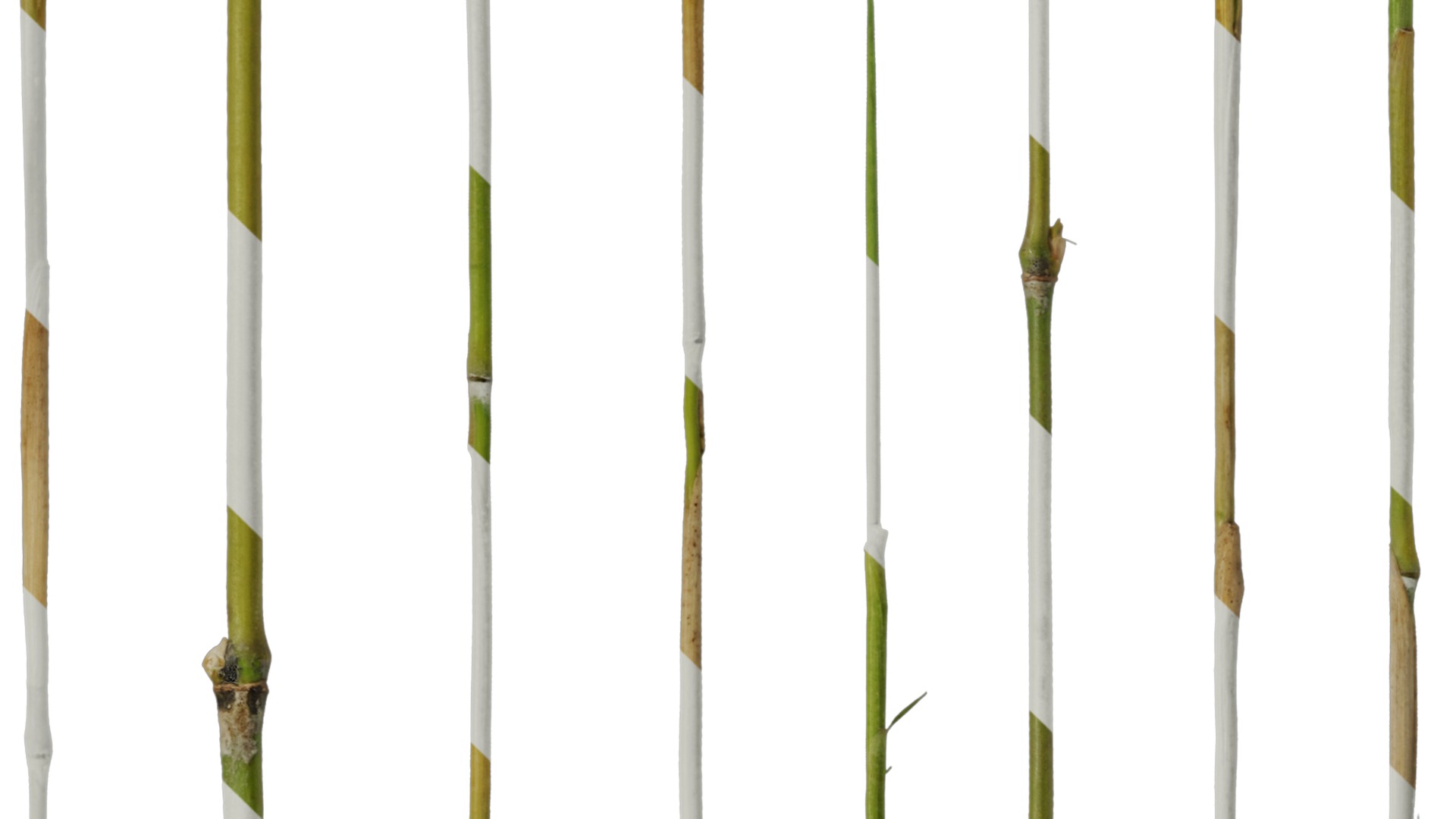 Anydrafts Bambusoideae Stem 01 Texture_4