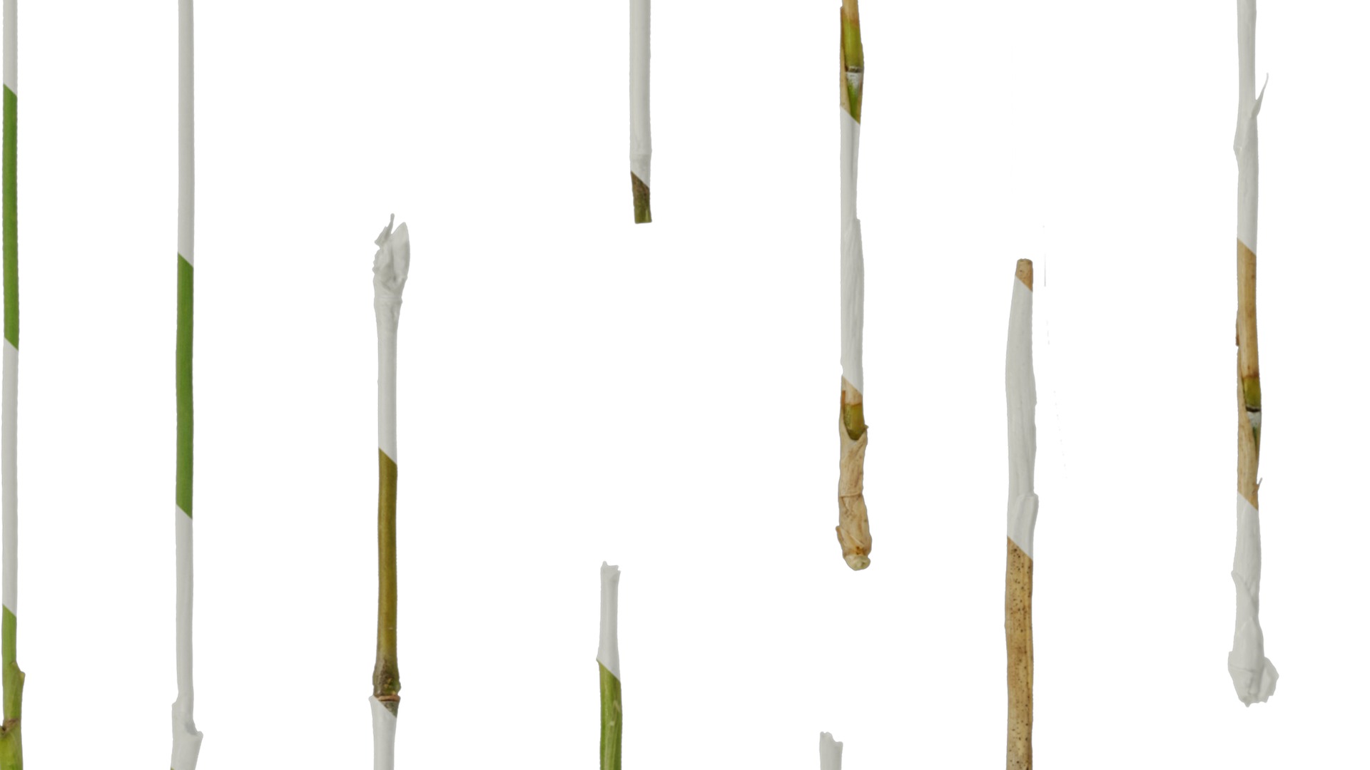 Anydrafts Bambusoideae Stem 01 Texture_3