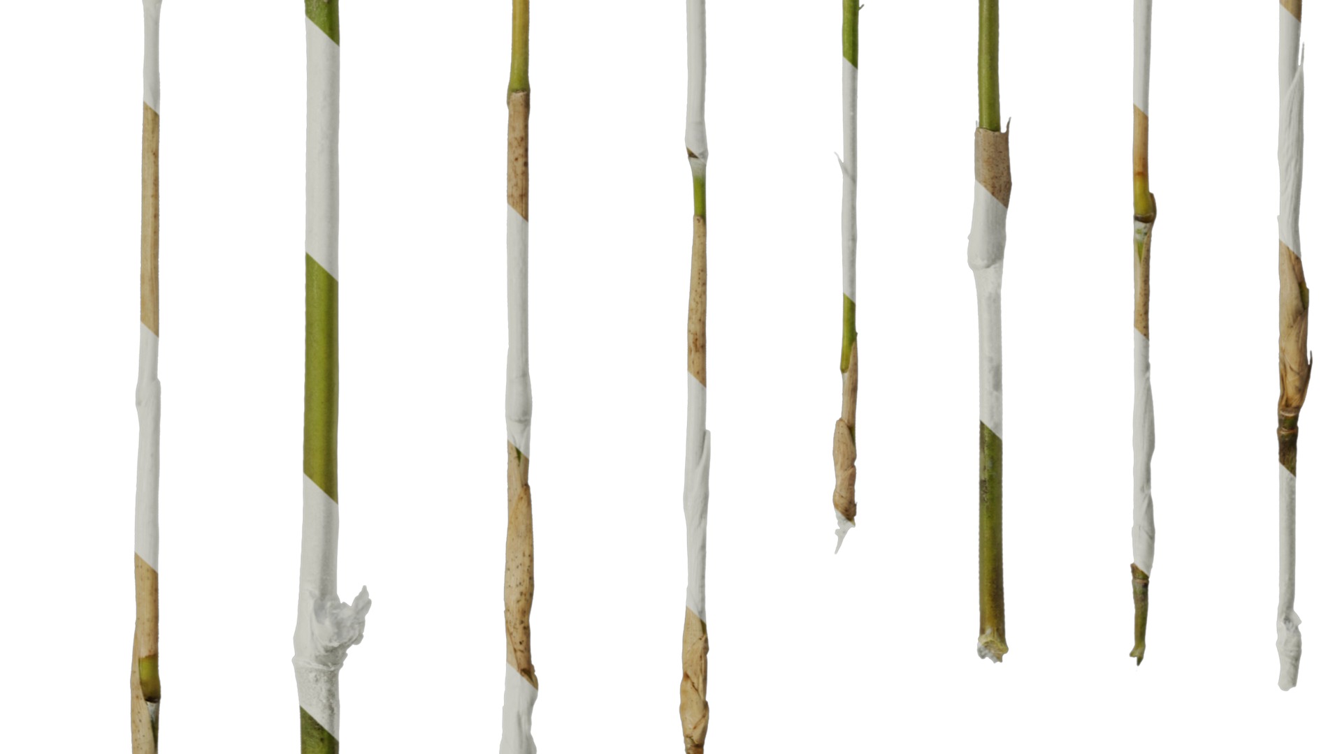 Anydrafts Bambusoideae Stem 01 Texture_6