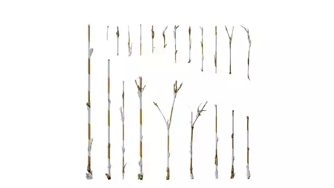 Anydrafts Bambusoideae Stem 03