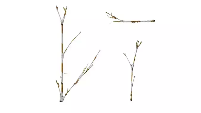 Anydrafts Bambusoideae Stem 05