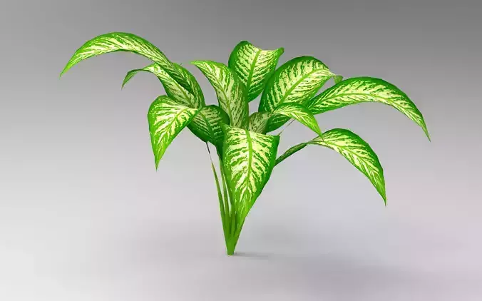 Plant Dieffenbachia