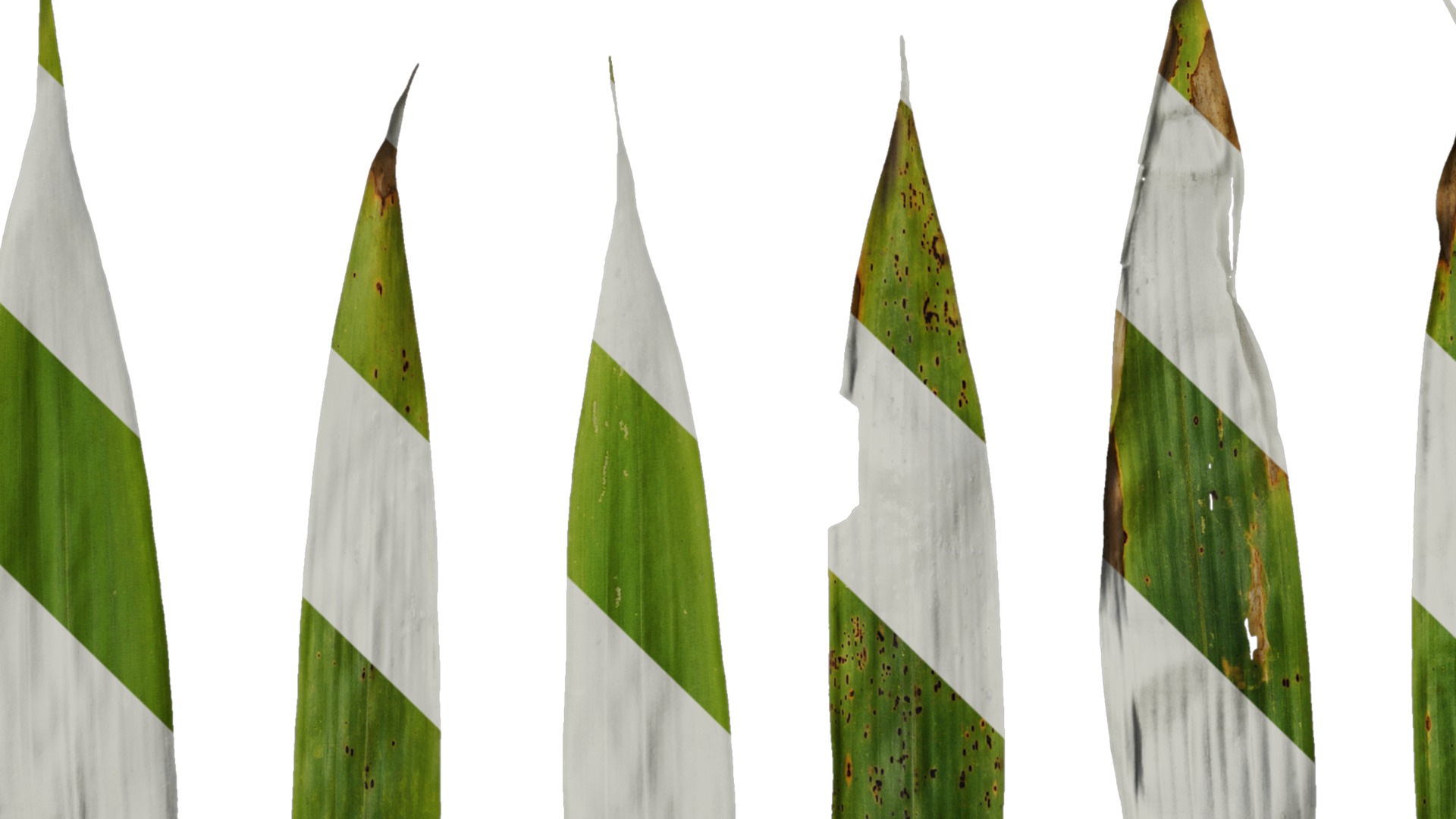 Anydrafts Chimonobambusa quadrangularis Leaf 03 Texture_5