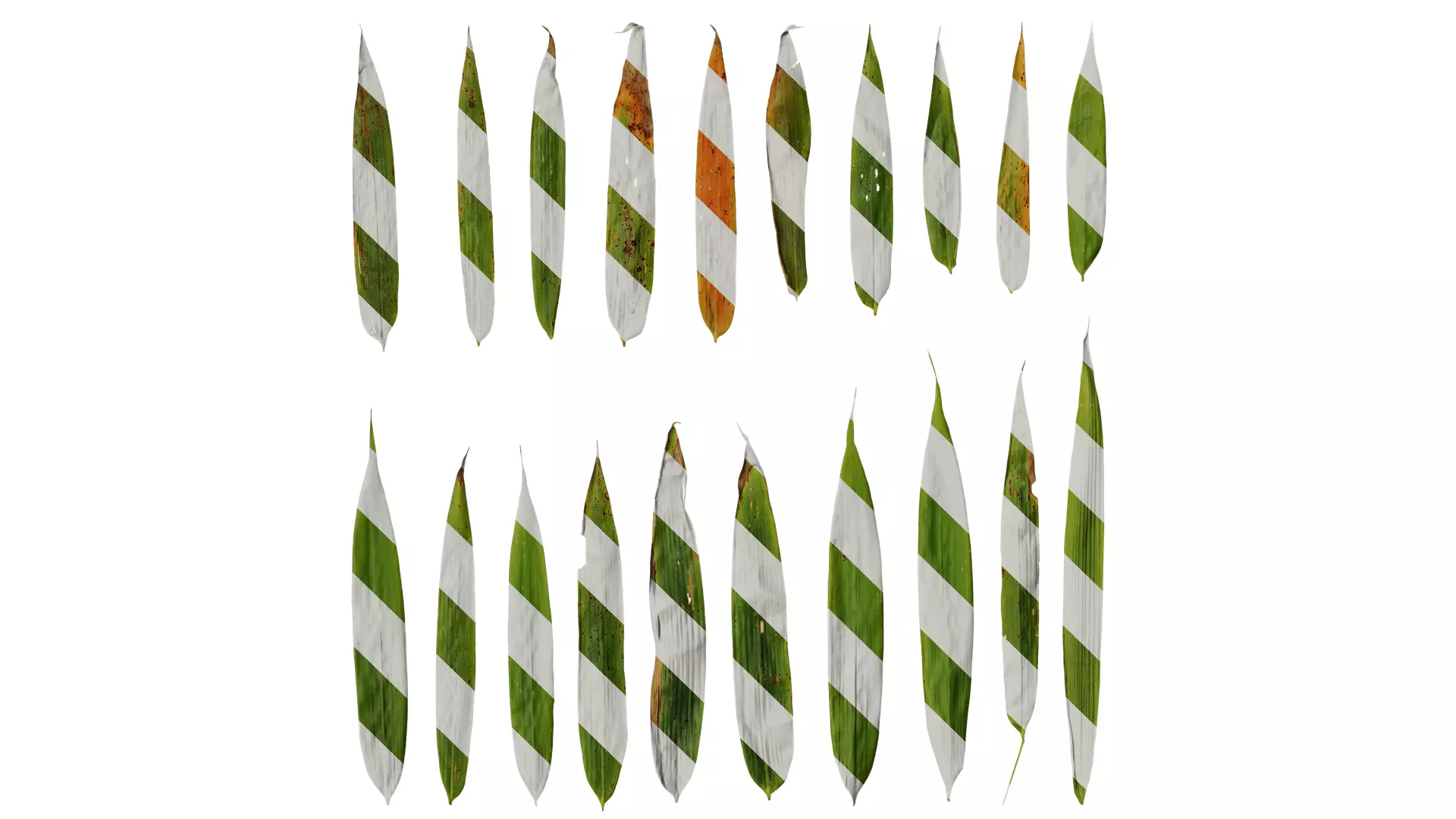 Anydrafts Chimonobambusa quadrangularis Leaf 03 Texture_0