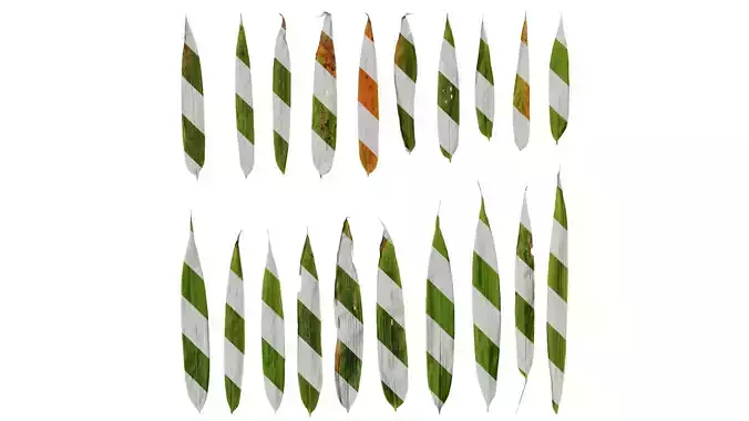 Anydrafts Chimonobambusa quadrangularis Leaf 03