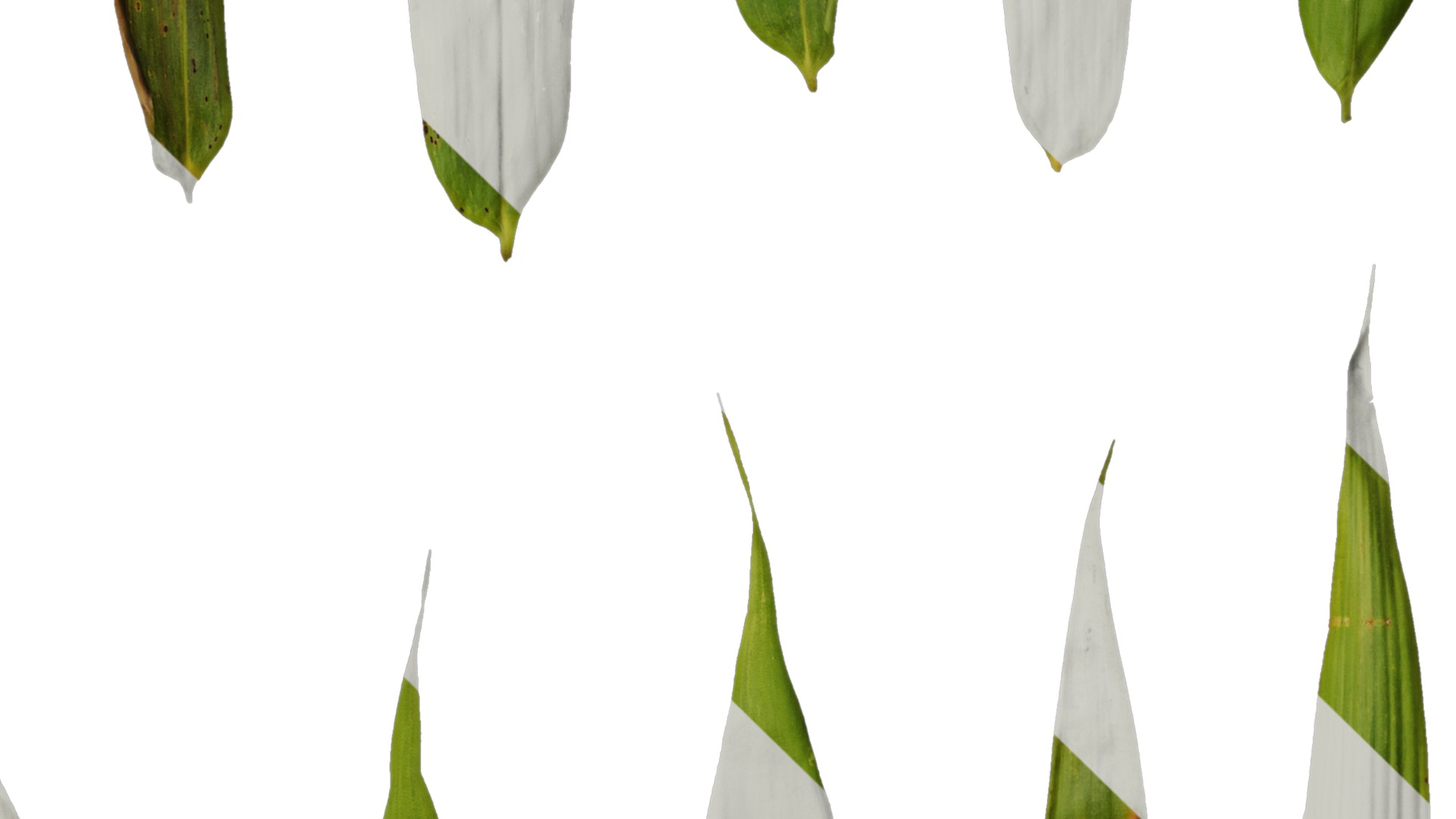 Anydrafts Chimonobambusa quadrangularis Leaf 03 Texture_4