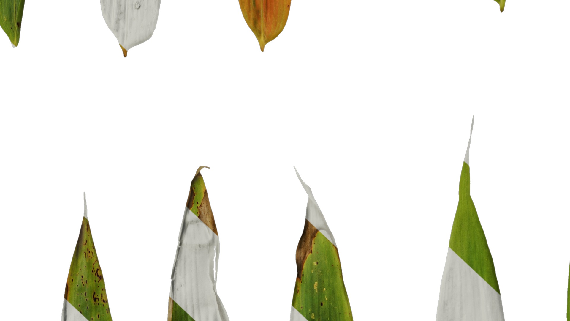 Anydrafts Chimonobambusa quadrangularis Leaf 03 Texture_7