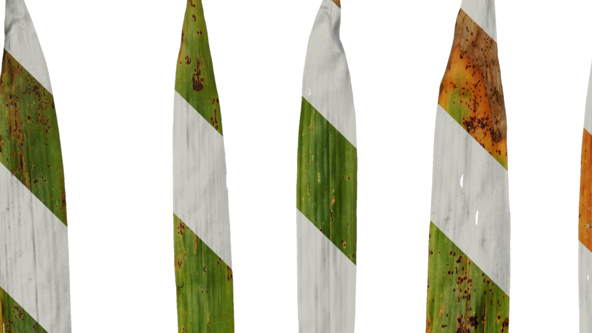 Anydrafts Chimonobambusa quadrangularis Leaf 03 Texture_1