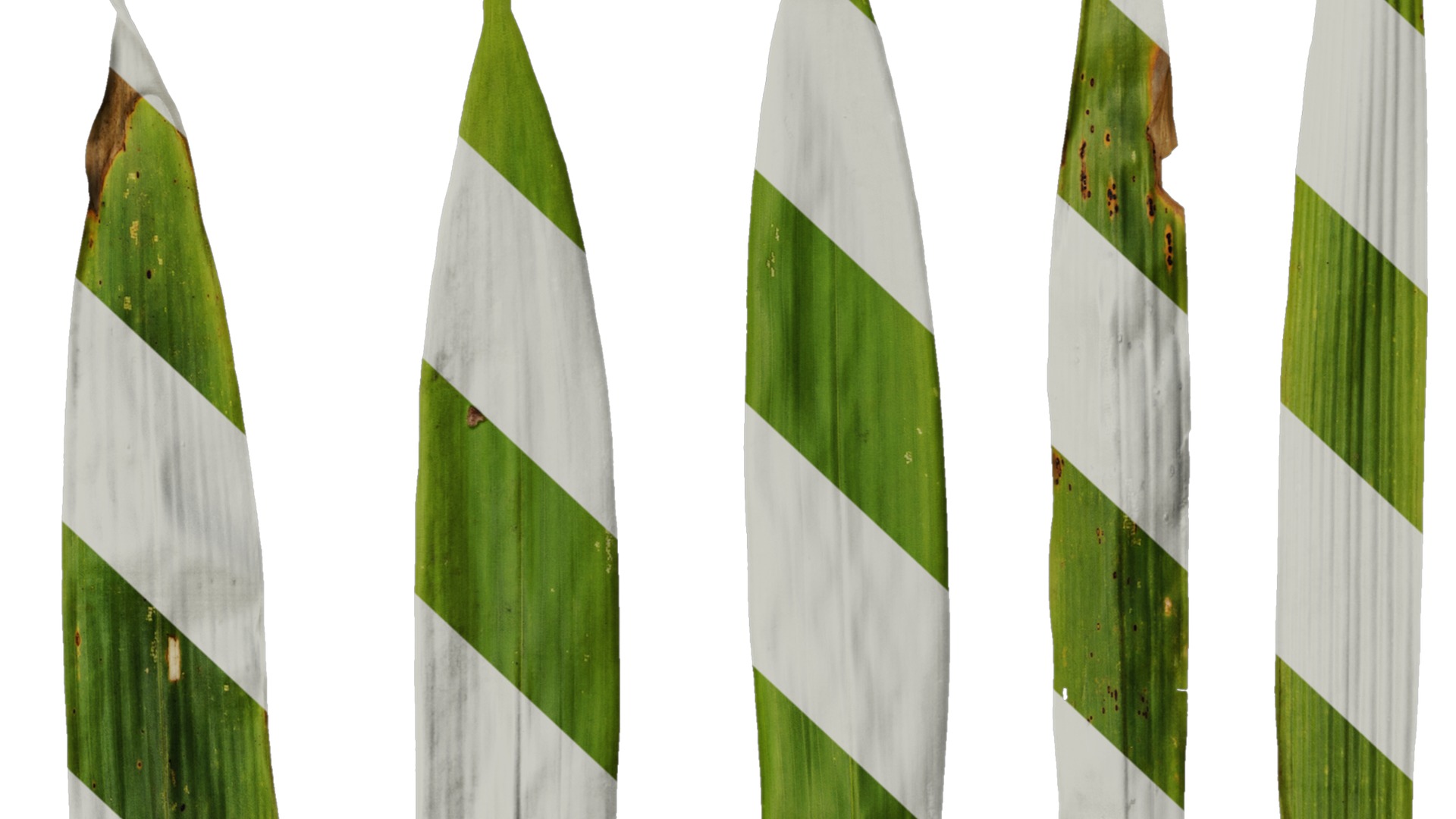 Anydrafts Chimonobambusa quadrangularis Leaf 03 Texture_6