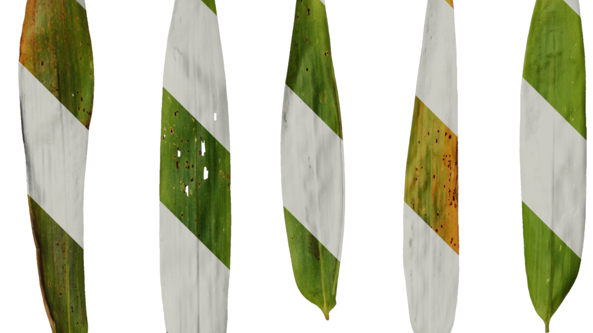 Anydrafts Chimonobambusa quadrangularis Leaf 03 Texture_2