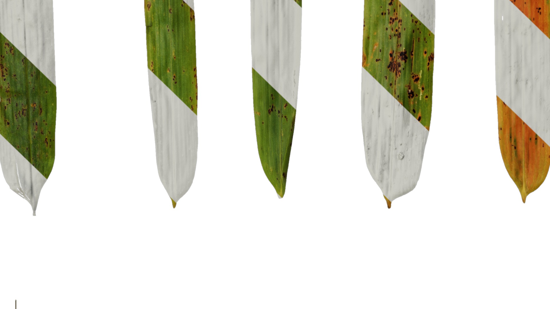 Anydrafts Chimonobambusa quadrangularis Leaf 03 Texture_3