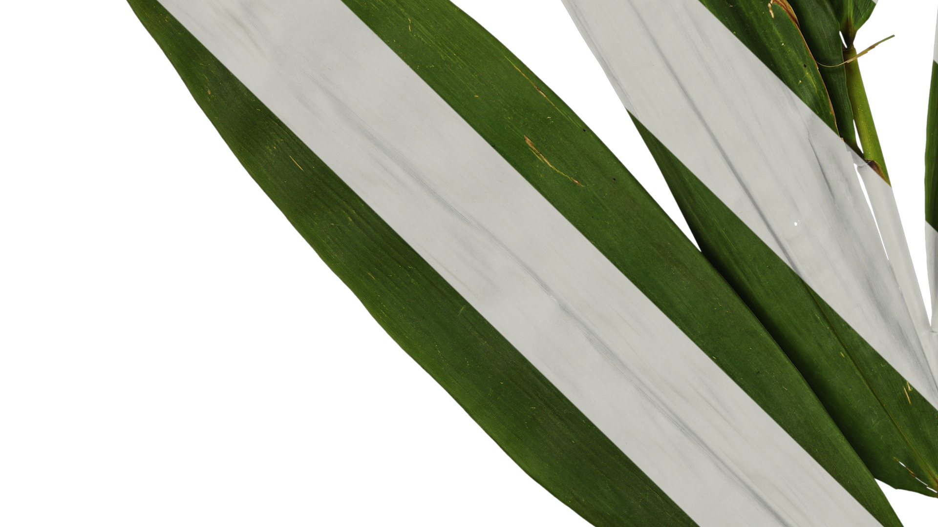 Anydrafts Indocalamus tessellatus Atlas 02 Texture_5