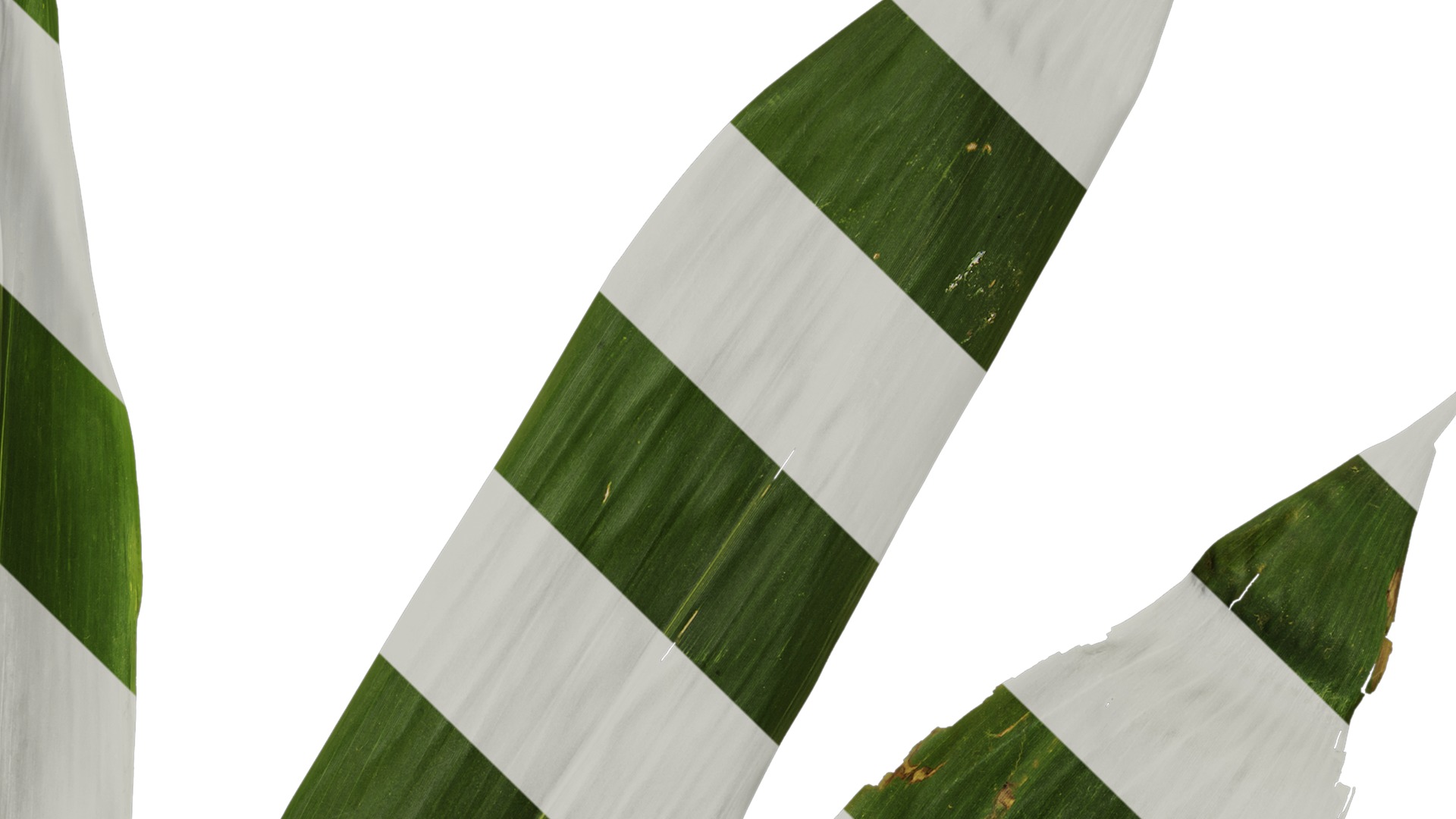 Anydrafts Indocalamus tessellatus Atlas 02 Texture_4