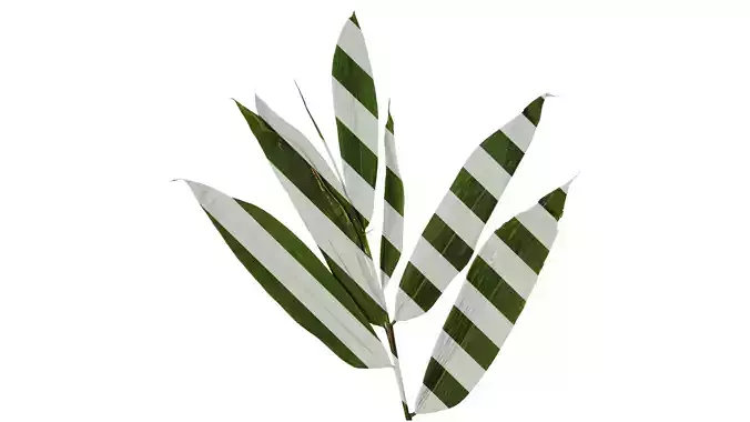 Anydrafts Indocalamus tessellatus Atlas 02