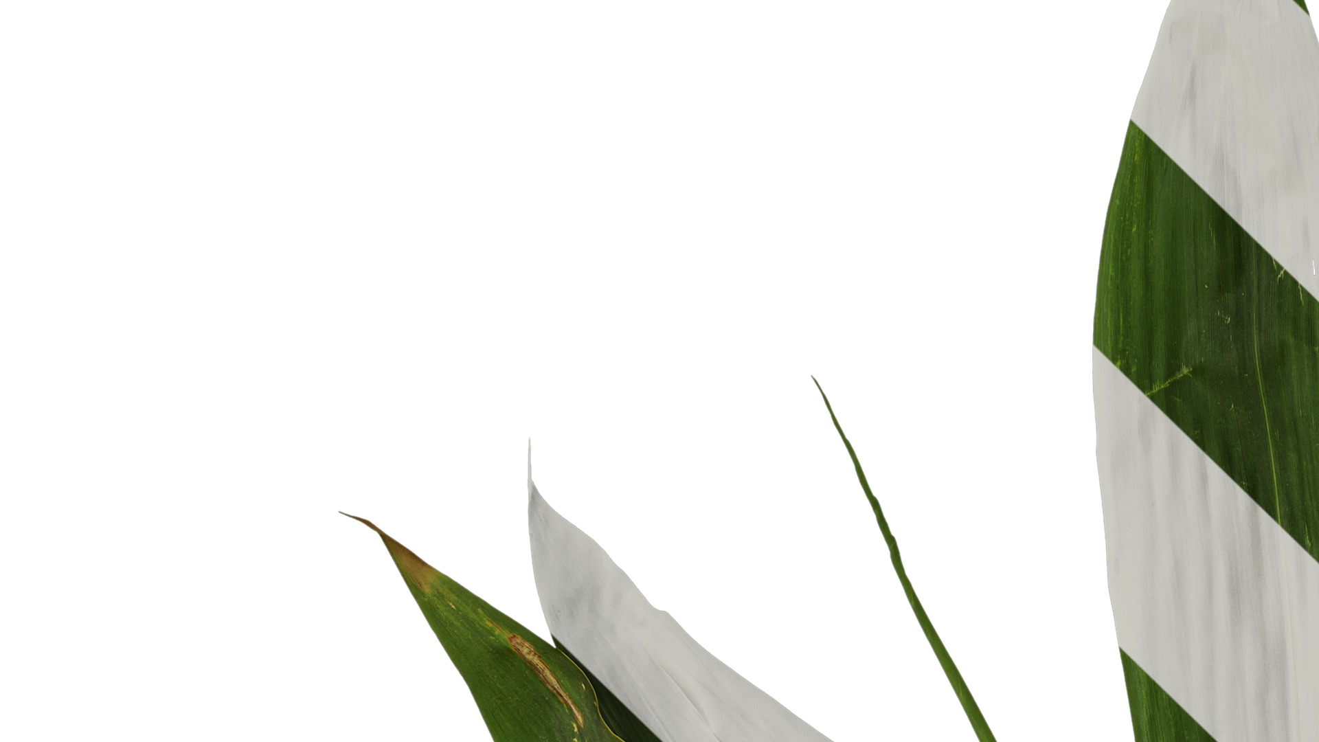 Anydrafts Indocalamus tessellatus Atlas 02 Texture_1