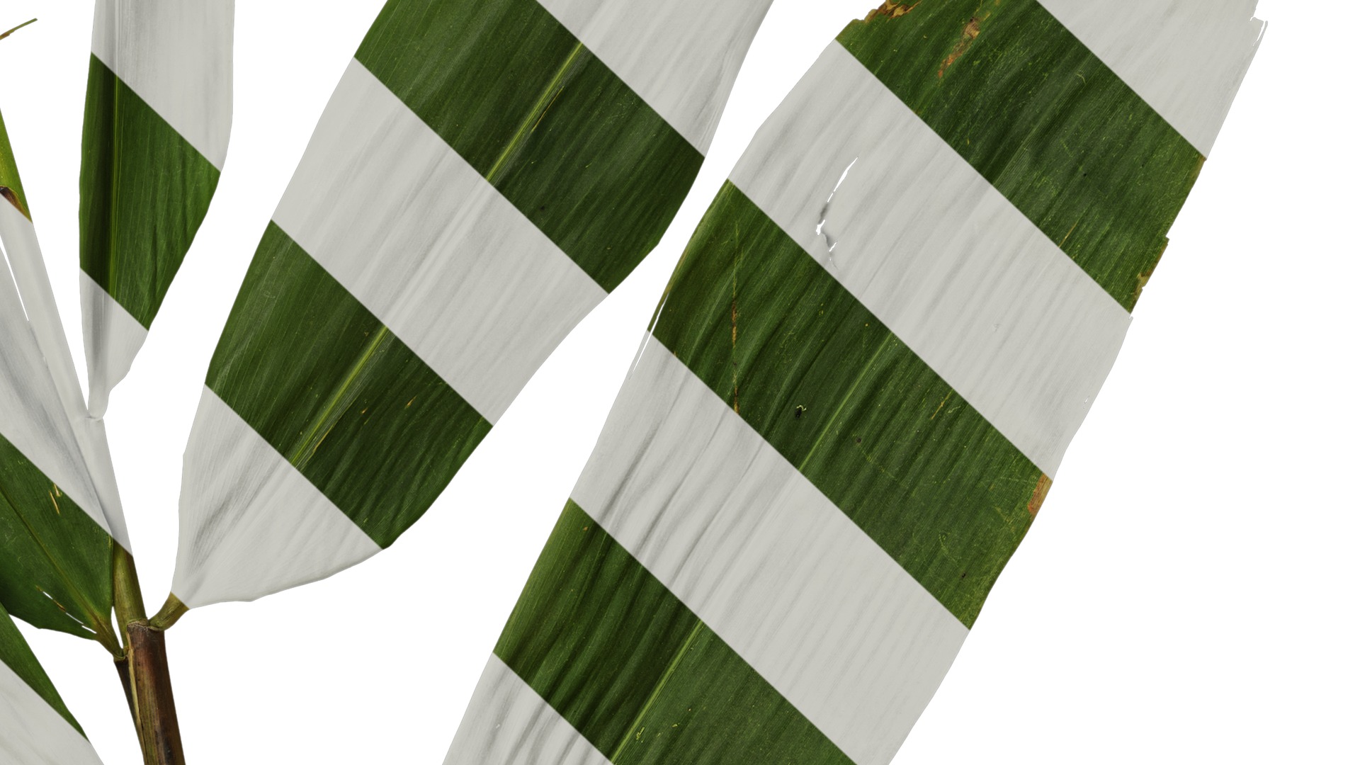 Anydrafts Indocalamus tessellatus Atlas 02 Texture_6