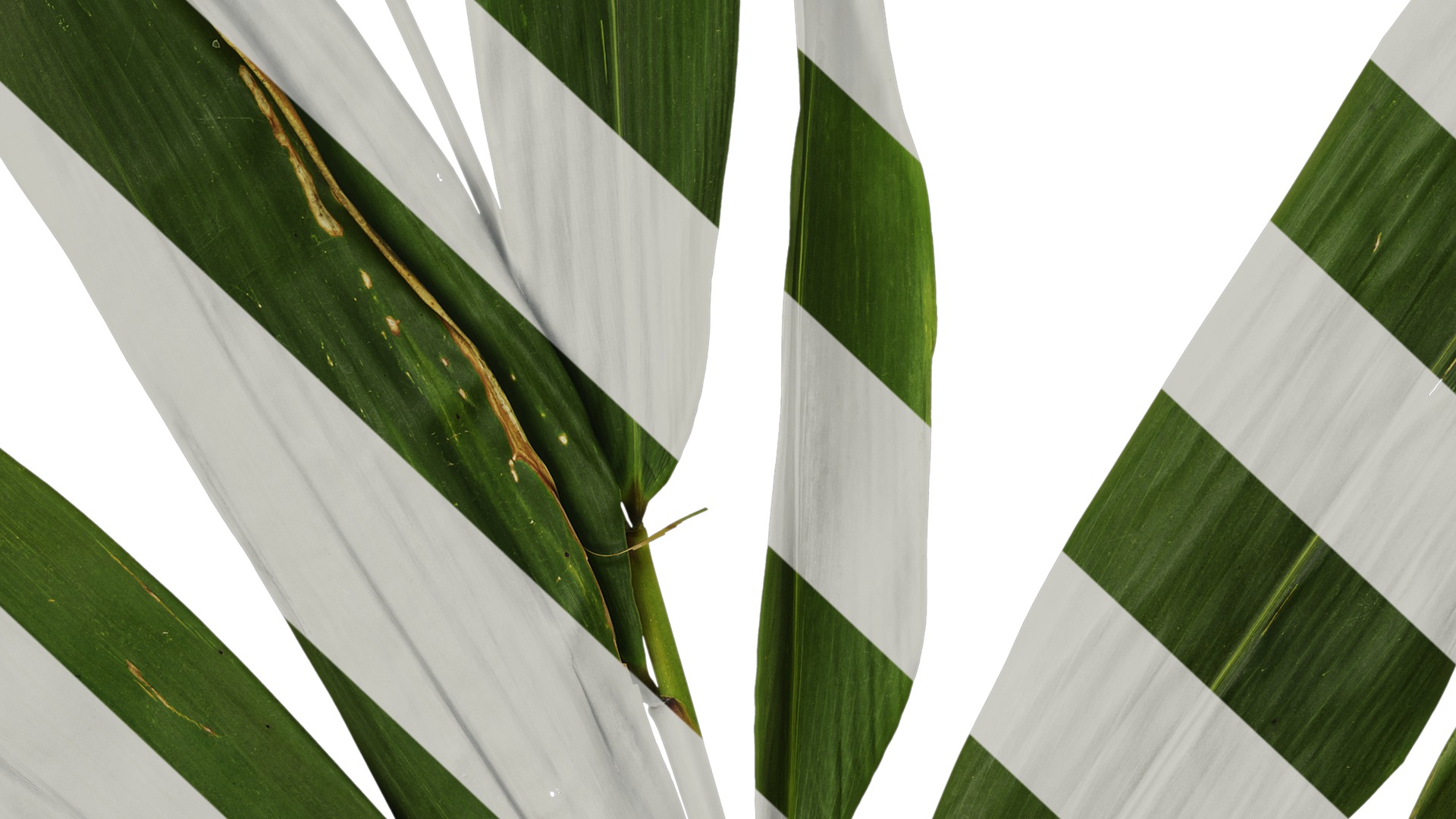 Anydrafts Indocalamus tessellatus Atlas 02 Texture_7