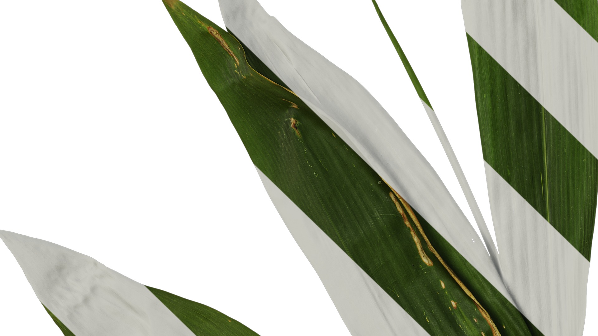 Anydrafts Indocalamus tessellatus Atlas 02 Texture_3