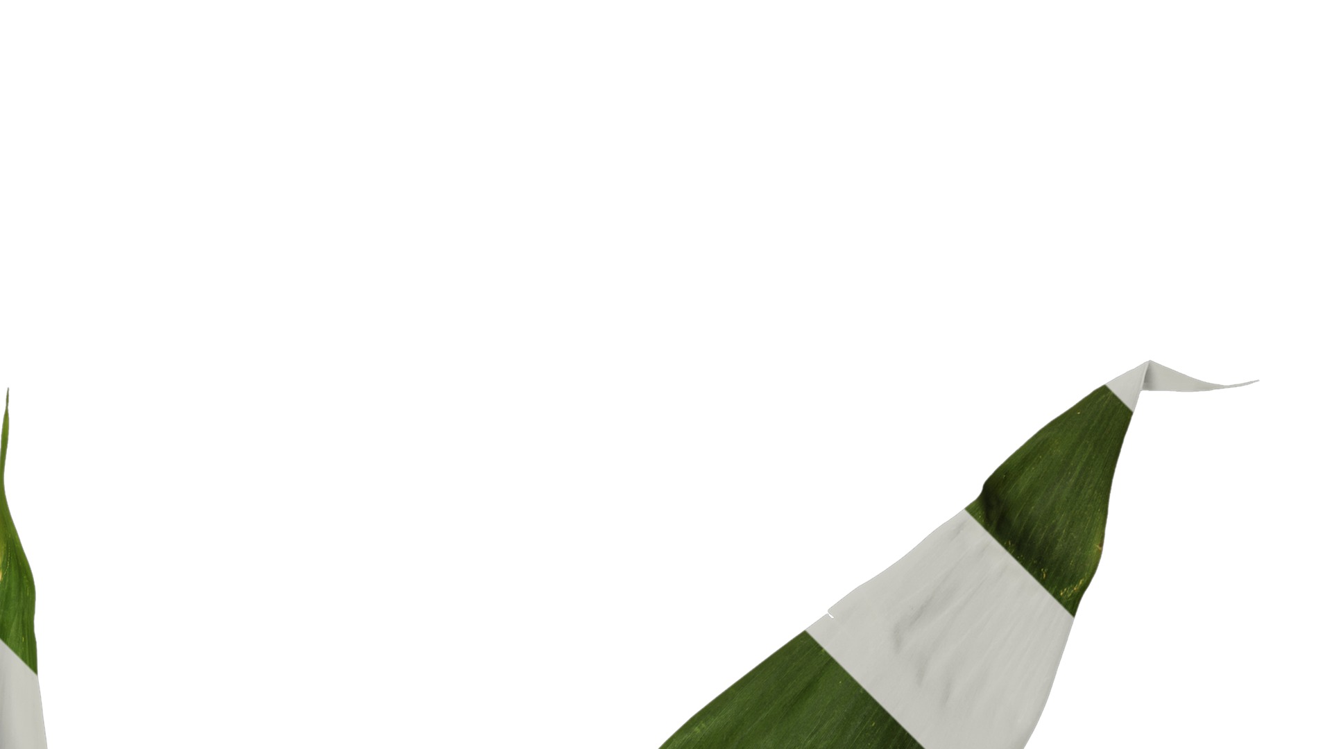 Anydrafts Indocalamus tessellatus Atlas 02 Texture_2