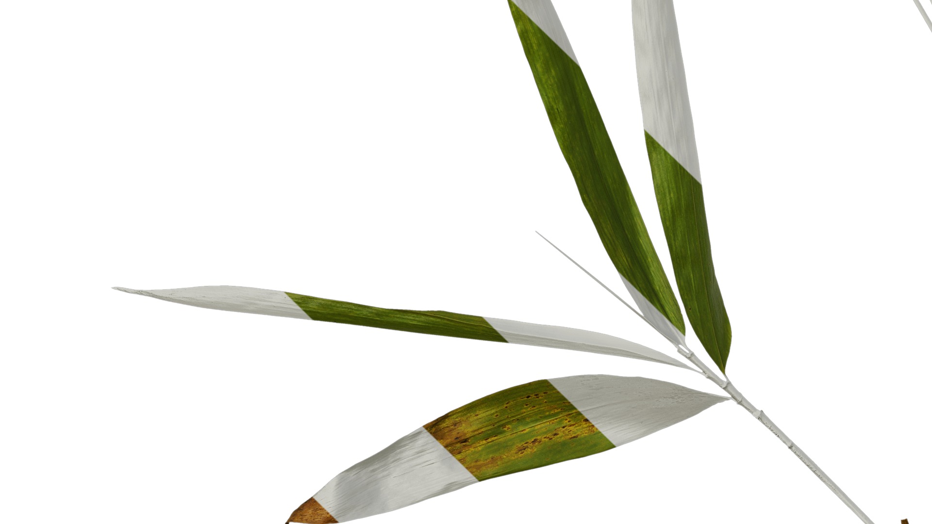 Anydrafts Indocalamus tessellatus Atlas 04 Texture_5