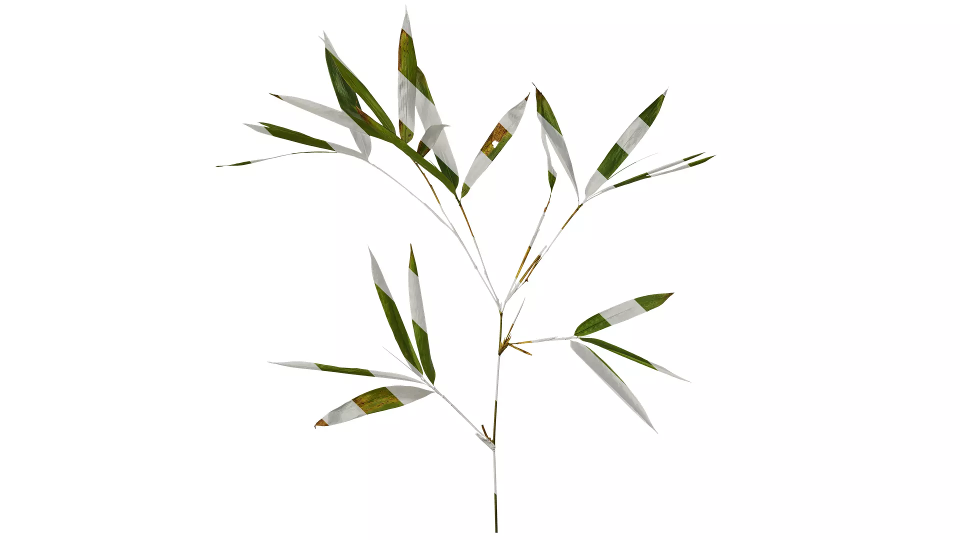 Anydrafts Indocalamus tessellatus Atlas 04 Texture_0