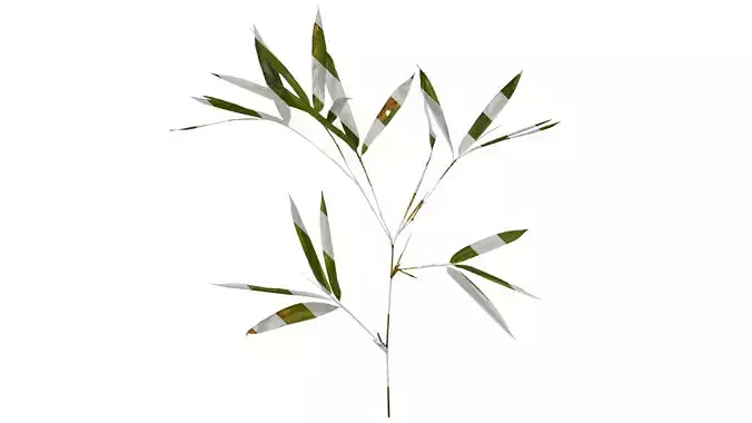 Anydrafts Indocalamus tessellatus Atlas 04