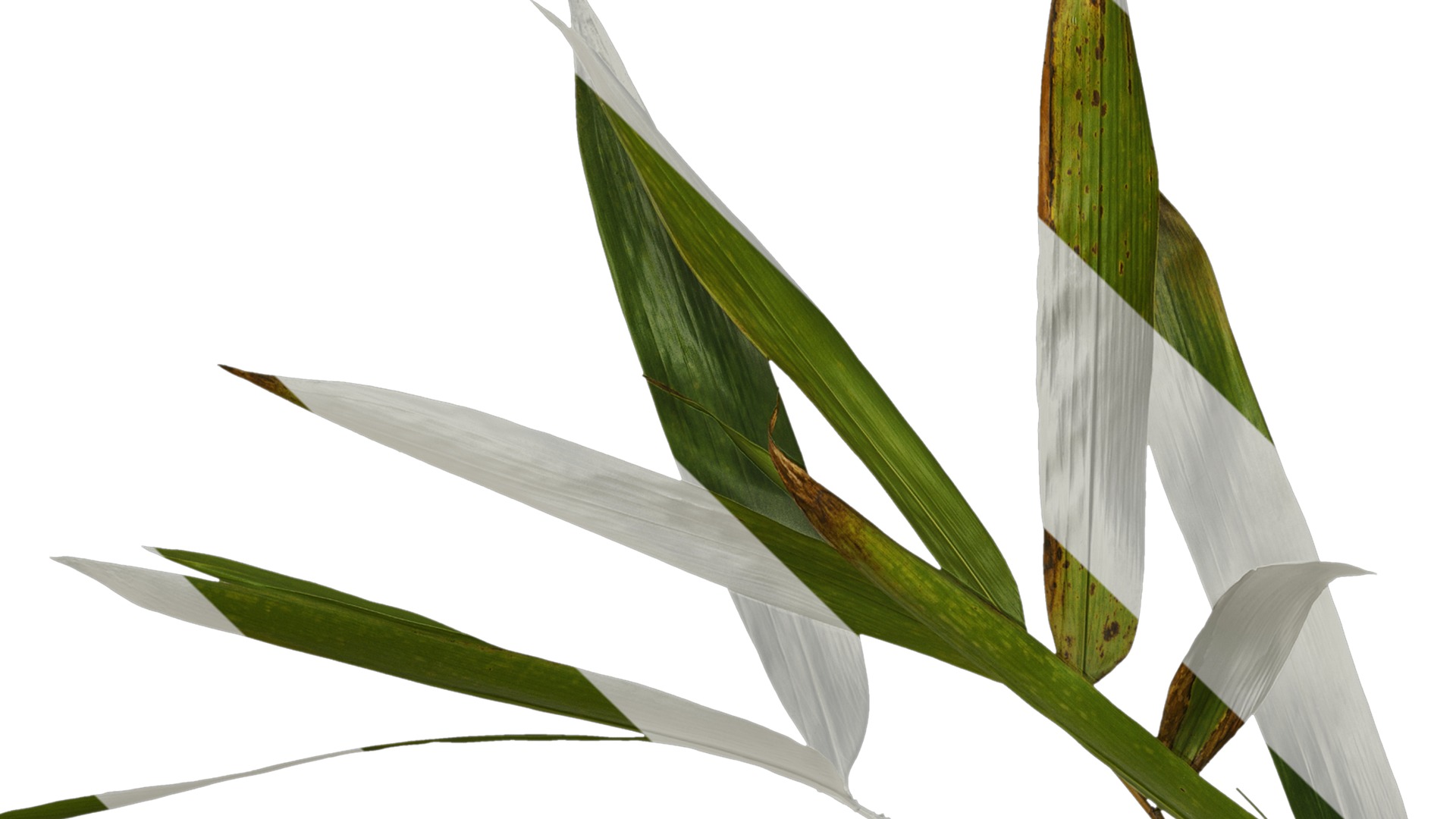 Anydrafts Indocalamus tessellatus Atlas 04 Texture_1