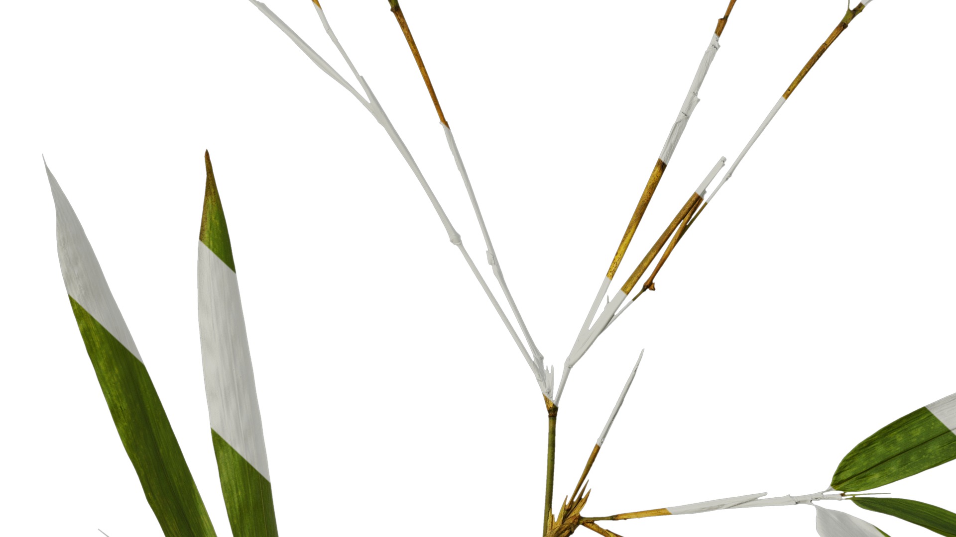 Anydrafts Indocalamus tessellatus Atlas 04 Texture_7