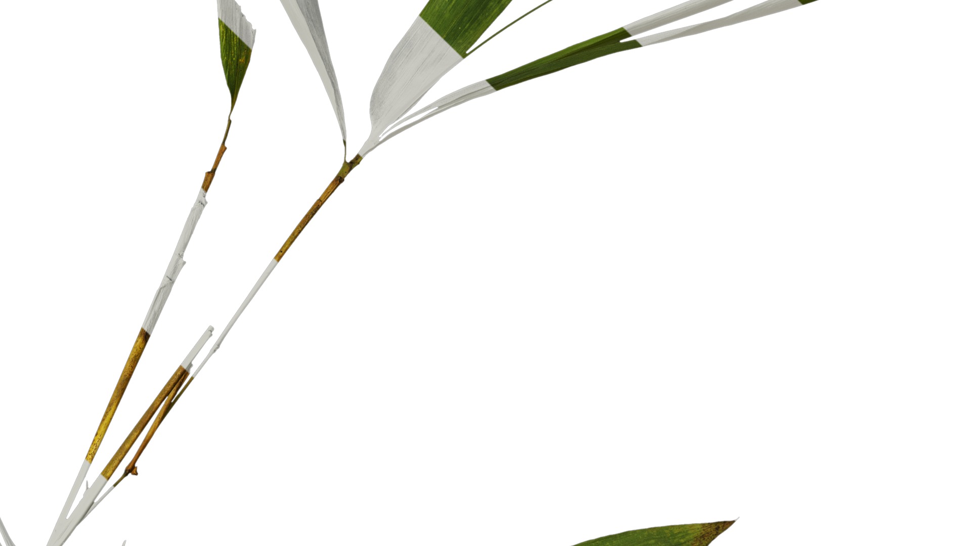 Anydrafts Indocalamus tessellatus Atlas 04 Texture_4