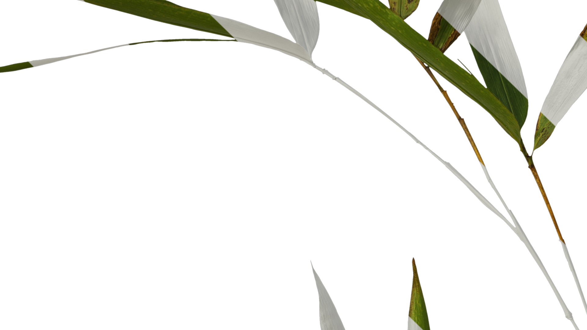 Anydrafts Indocalamus tessellatus Atlas 04 Texture_3