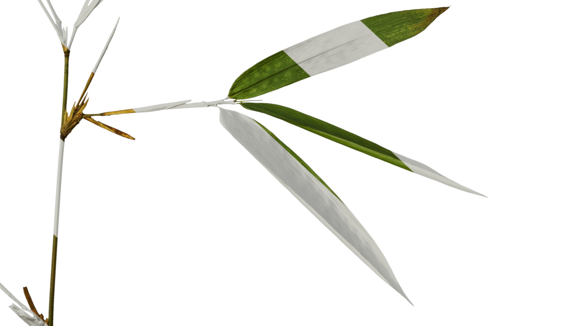 Anydrafts Indocalamus tessellatus Atlas 04 Texture_6