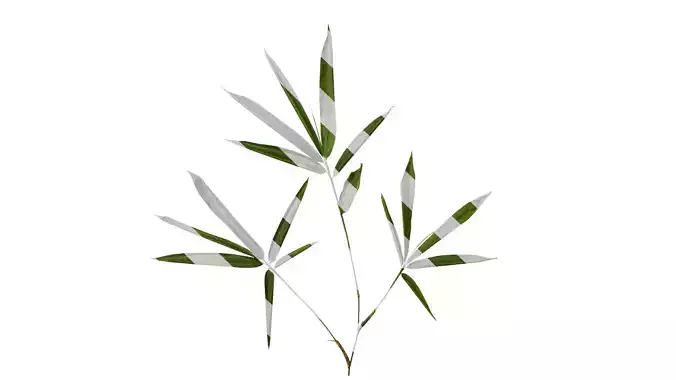 Anydrafts Indocalamus tessellatus Atlas 05