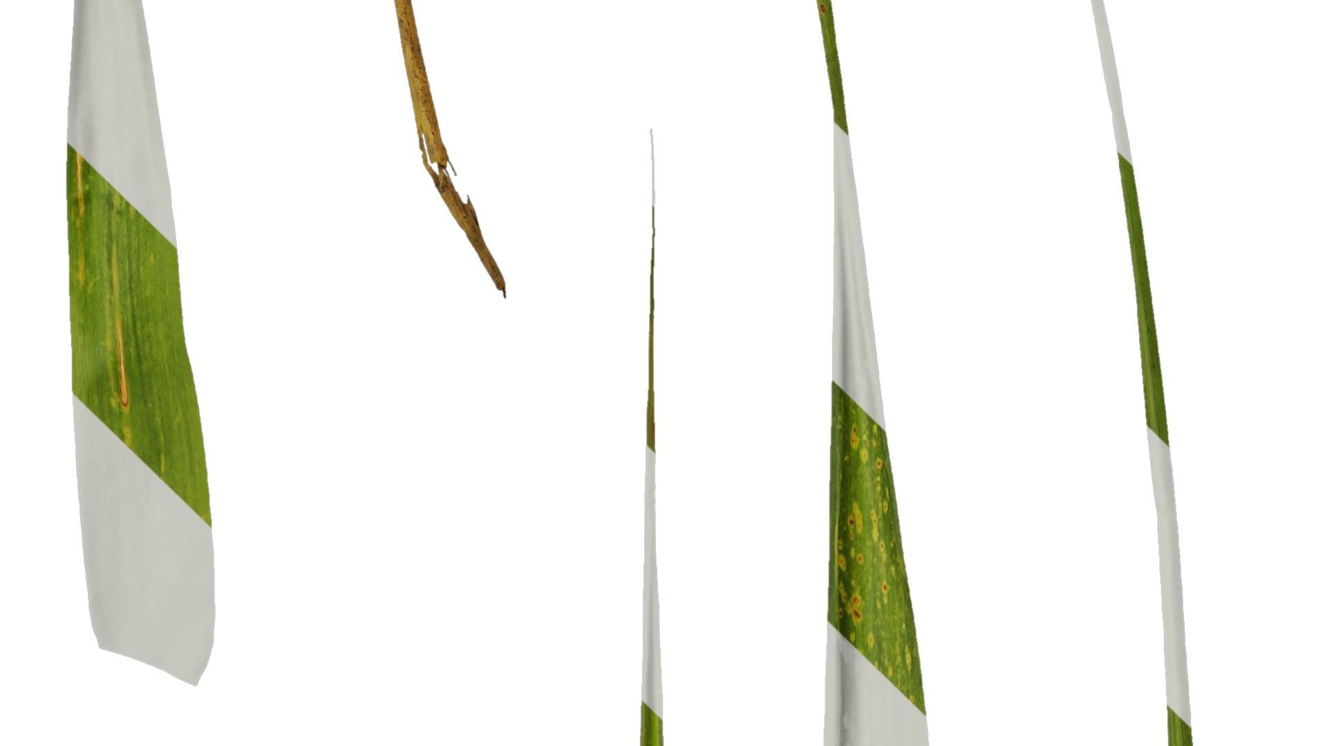 Anydrafts Indocalamus tessellatus Leaf 01 Texture_3