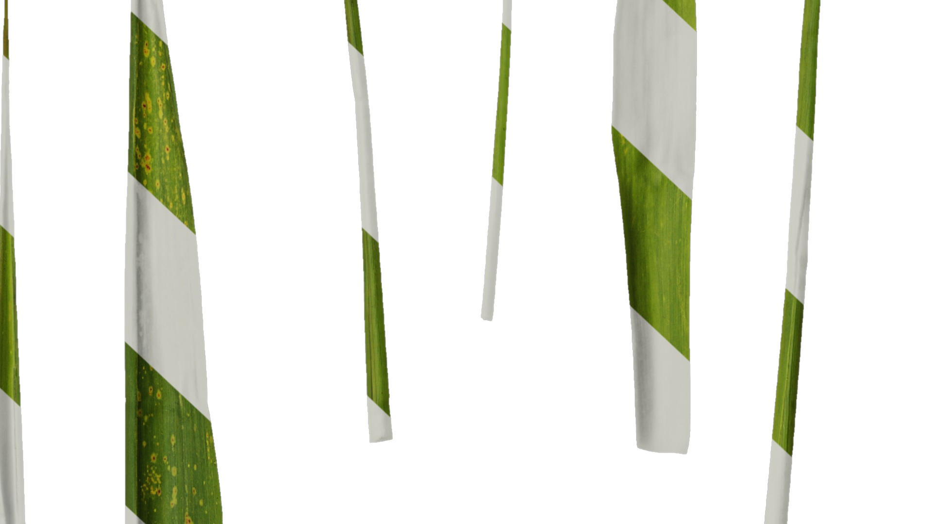 Anydrafts Indocalamus tessellatus Leaf 01 Texture_7