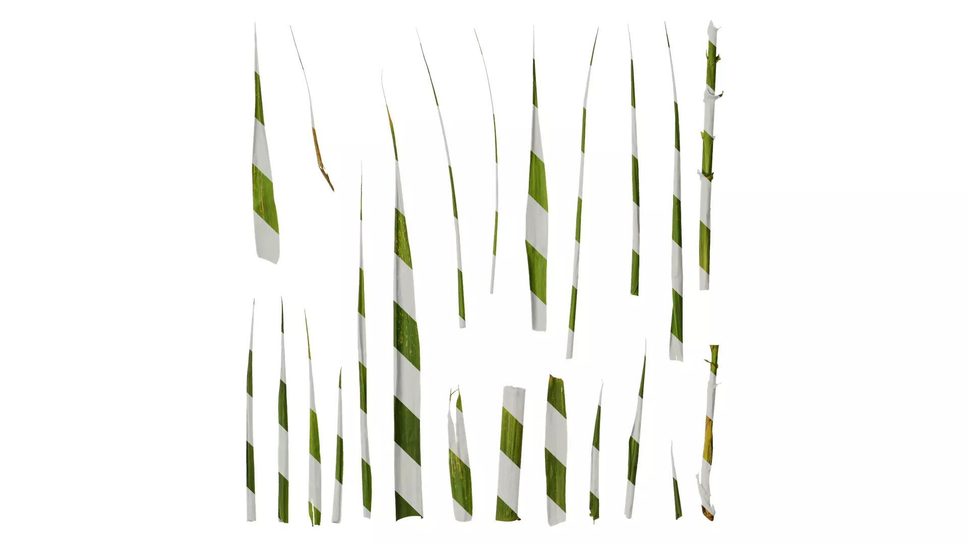 Anydrafts Indocalamus tessellatus Leaf 01 Texture_0