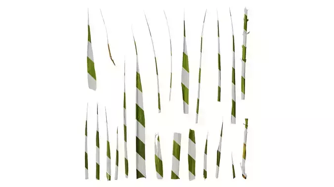 Anydrafts Indocalamus tessellatus Leaf 01