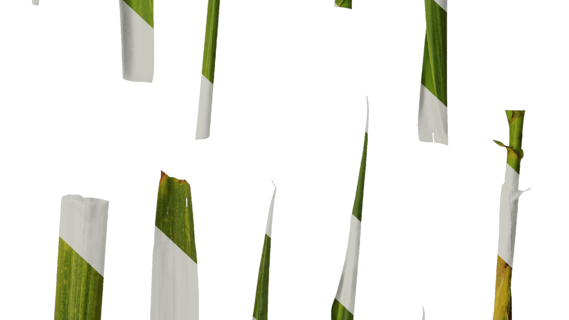 Anydrafts Indocalamus tessellatus Leaf 01 Texture_6