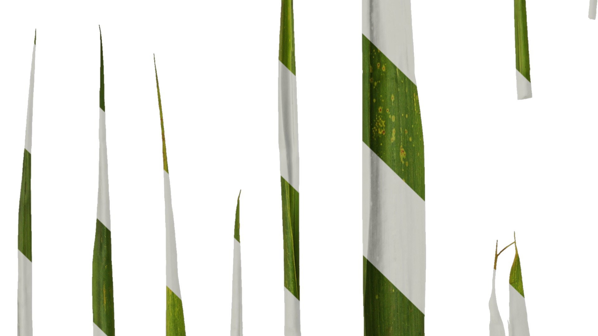 Anydrafts Indocalamus tessellatus Leaf 01 Texture_5