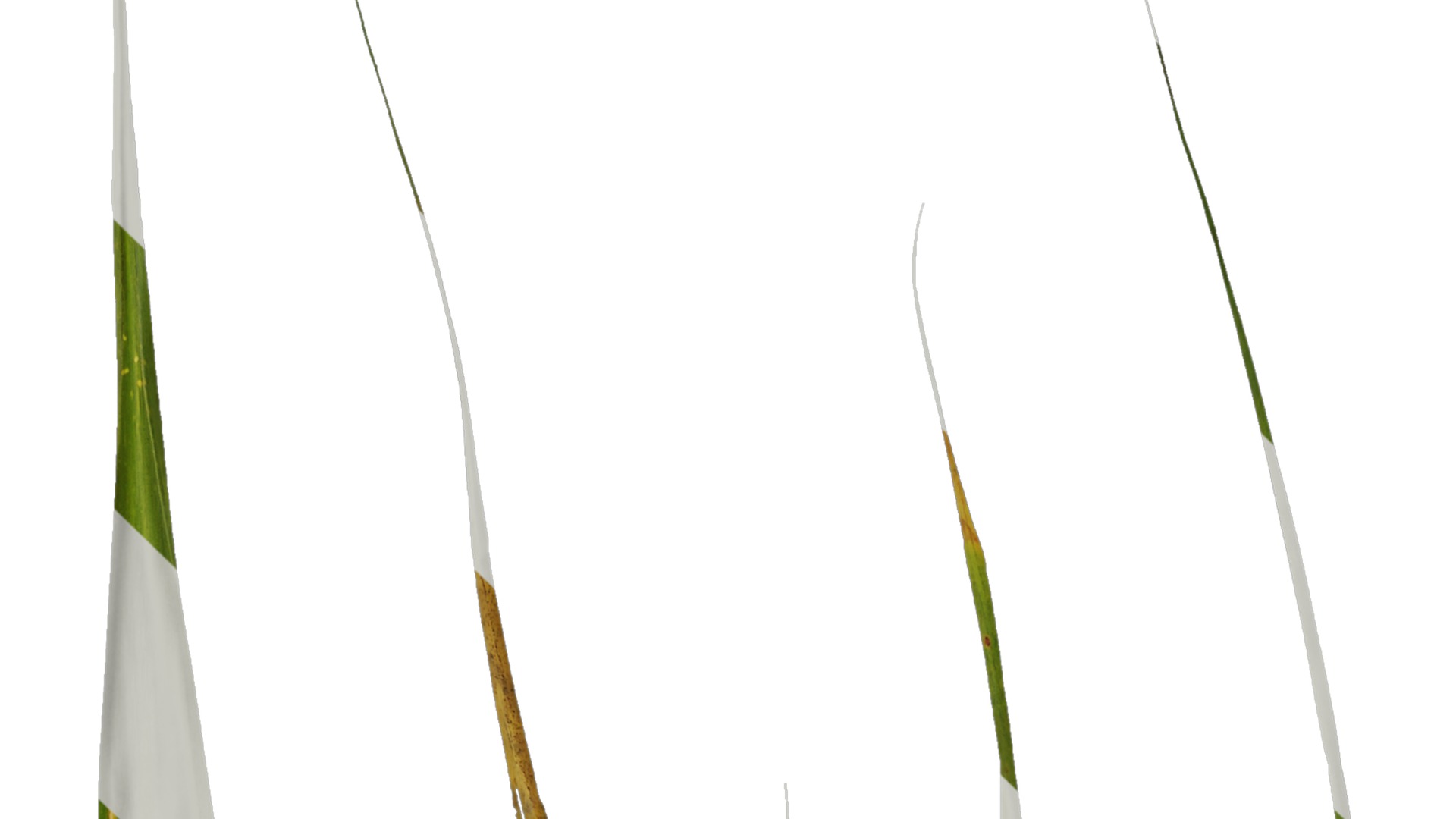 Anydrafts Indocalamus tessellatus Leaf 01 Texture_1