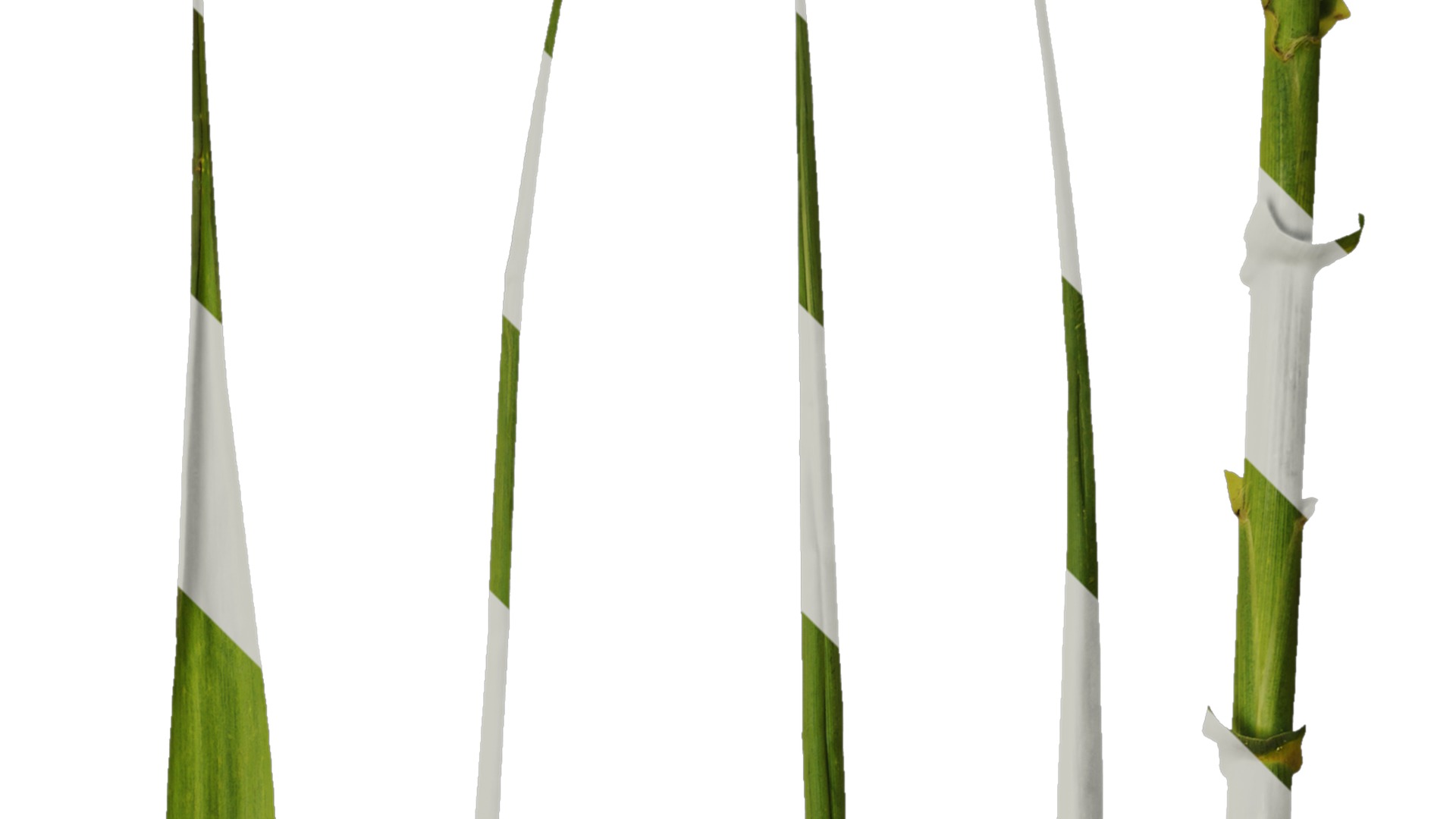 Anydrafts Indocalamus tessellatus Leaf 01 Texture_2