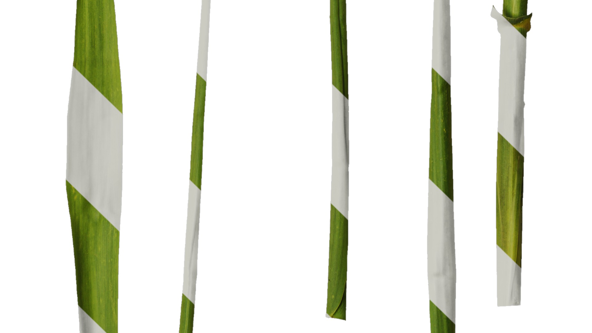 Anydrafts Indocalamus tessellatus Leaf 01 Texture_4