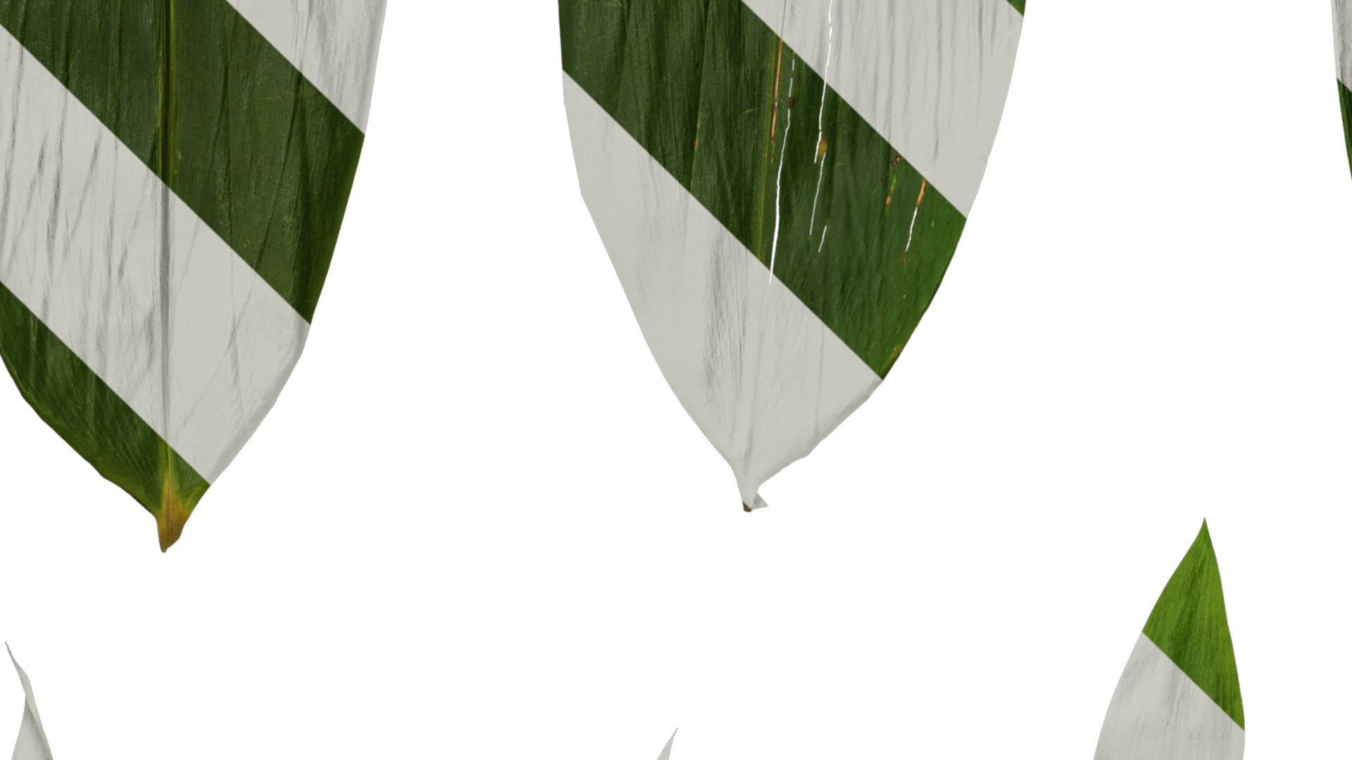 Anydrafts Indocalamus tessellatus Leaf 02 Texture_5