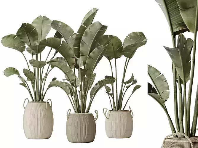AV Indoor plants set 142 Ravenala Banana Strelitzia Nicolai
